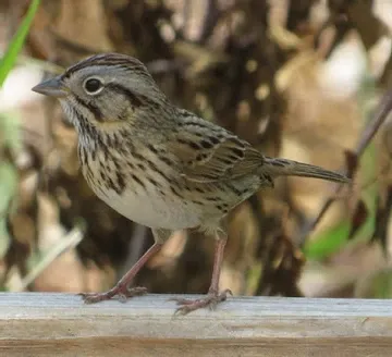 A small bird perched on a wooden fence post