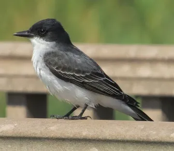 A small black and white bird perched on a railing