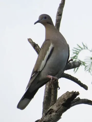A pigeon perched on a tree branch with a white background