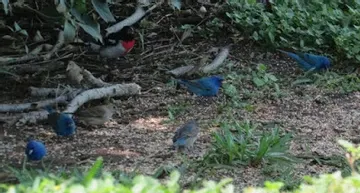 A group of blue birds are standing in the grass.
