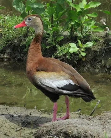 A brown and white duck with a red beak is standing in the dirt near a body of water.