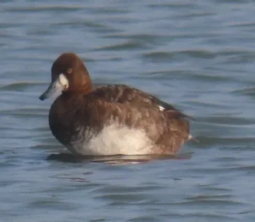 A brown and white duck is floating on top of a body of water.