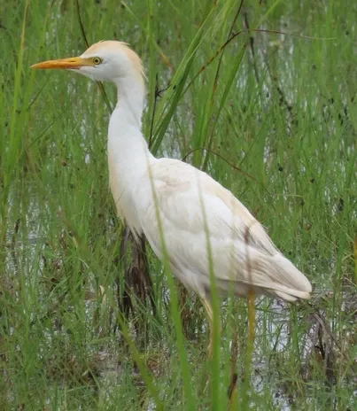 A white bird with a yellow beak is standing in the grass.