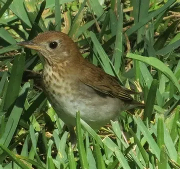 A small brown and white bird is sitting in the grass