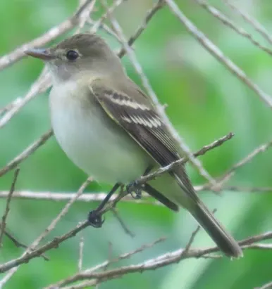 A small bird is perched on a tree branch.