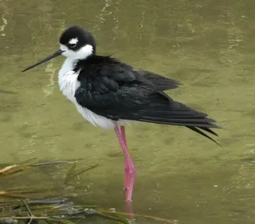 A black and white bird with pink legs is standing in the water.
