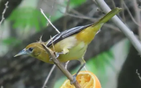 A small bird perched on a branch eating an orange