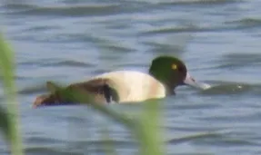 A duck with a yellow beak is swimming in the water.
