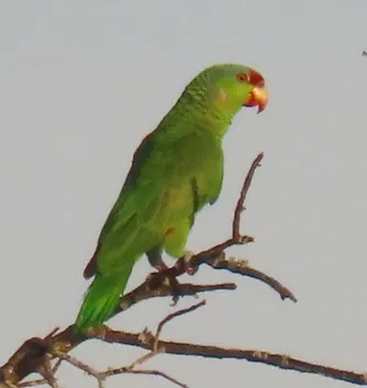 A green parrot perched on a tree branch