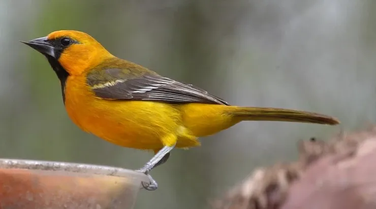 A yellow and black bird perched on top of a bird feeder
