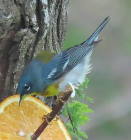 A blue and yellow bird perched on a slice of orange