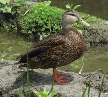 A duck is standing on a rock near a body of water