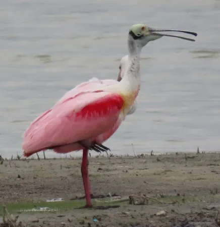 A pink and white bird with a long beak