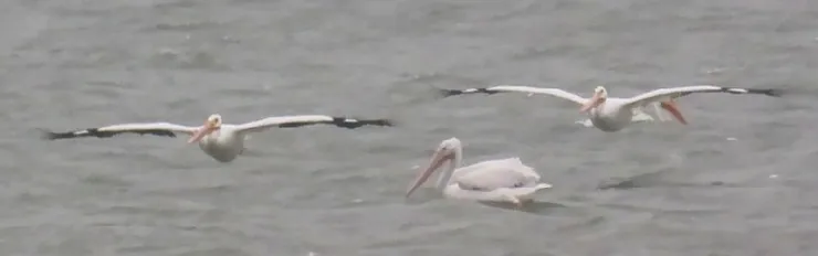 Three pelicans are flying over a body of water.