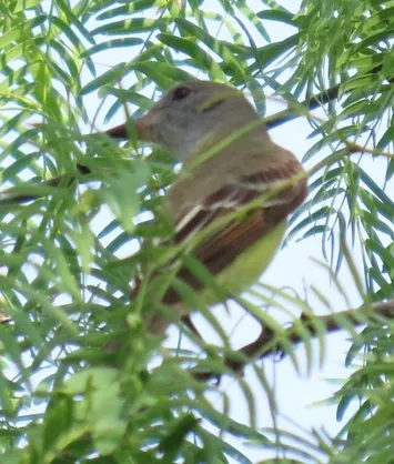 A small bird is perched on a tree branch