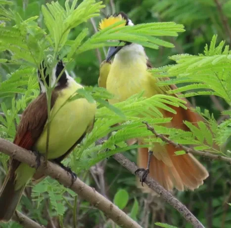 Two birds perched on a tree branch with green leaves