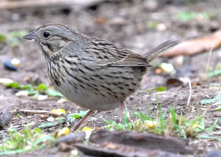 A small bird is standing on the ground in the grass