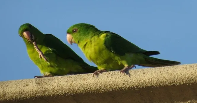 Two green parrots are perched on a ledge against a blue sky.