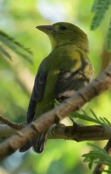 A small green bird perched on a tree branch