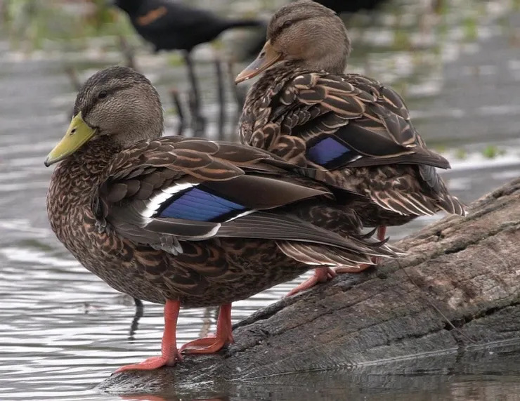 Two ducks are standing on a log in the water