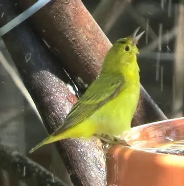 A small yellow bird is perched on a tree branch