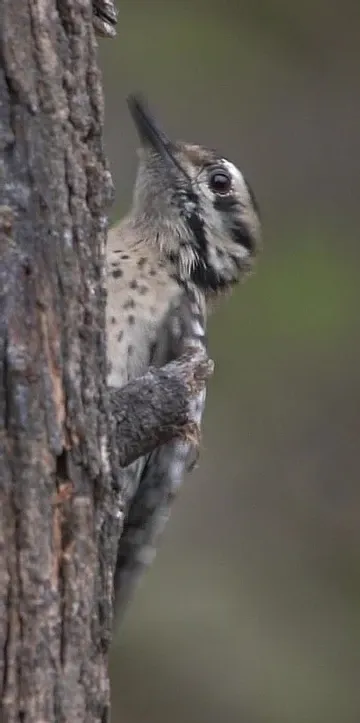 A close up of a woodpecker perched on a tree trunk.
