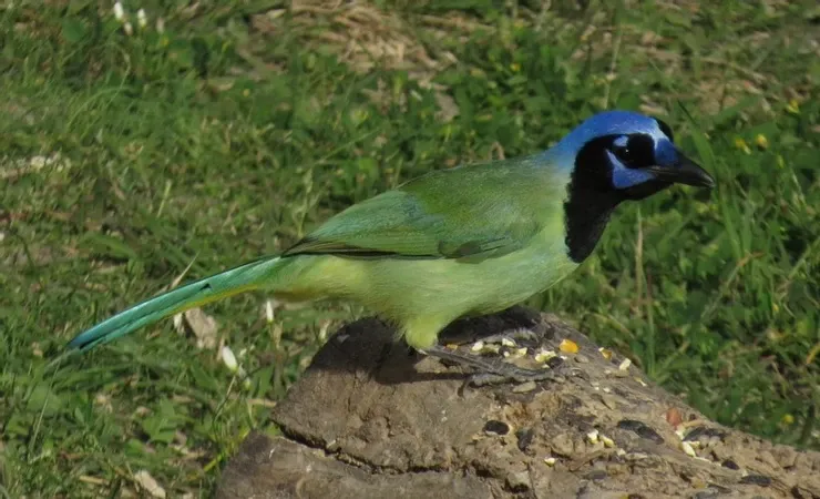 A green and blue bird with a blue head is perched on a rock.
