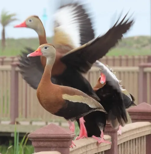 Three ducks are standing on a railing with their wings outstretched