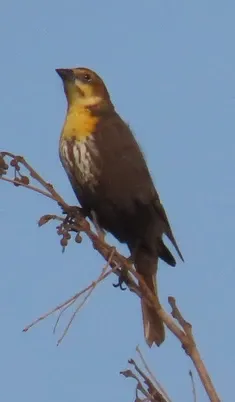 A brown and yellow bird perched on a tree branch