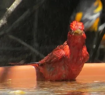 A red bird is sitting in a bowl of water
