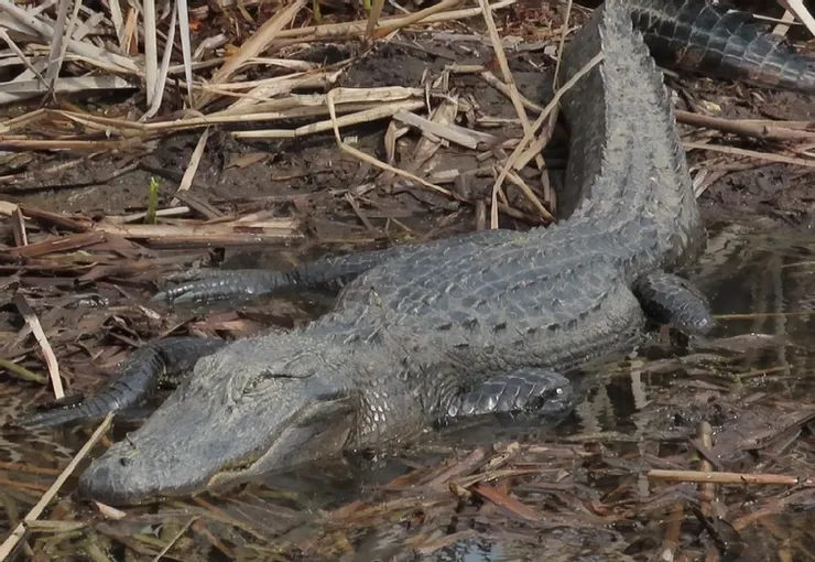A large alligator is laying on the ground in the water