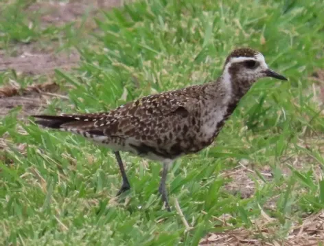 A small brown and white bird is standing in the grass.