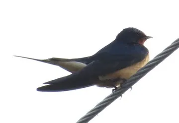 A bird perched on a wire with a white background