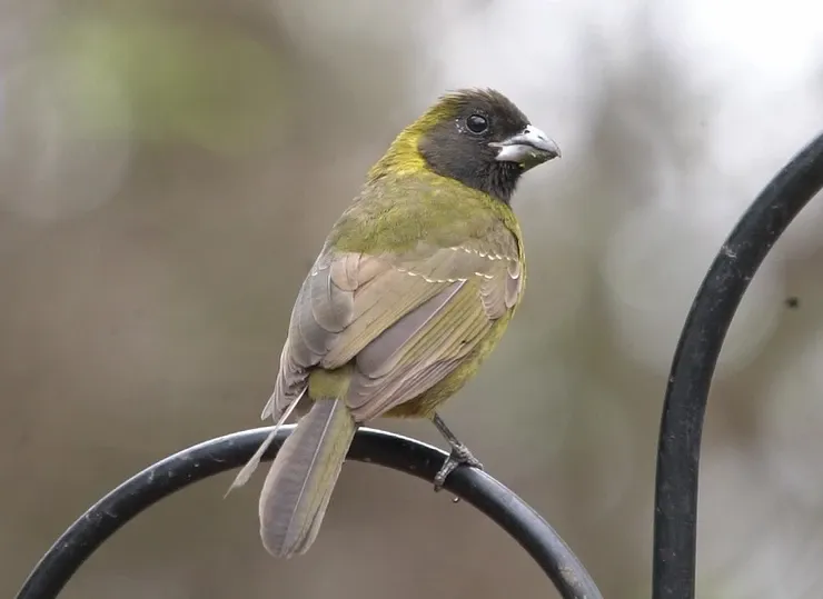 A small bird is perched on a wire.