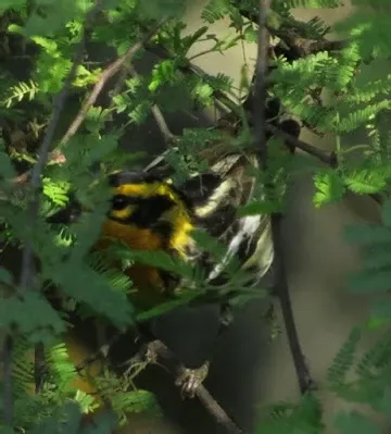 A yellow and black bird is perched on a tree branch.