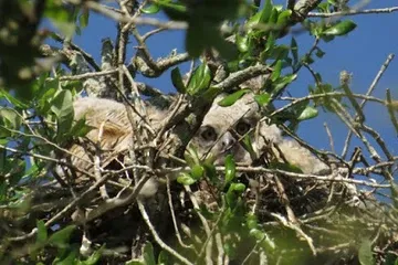 A bird is sitting in a nest in a tree.