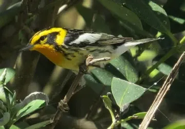 A small bird with a yellow head is perched on a branch.