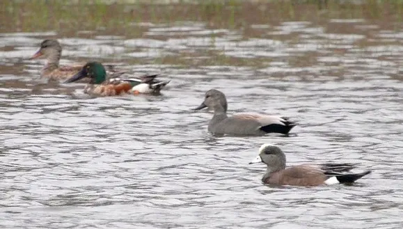 A group of ducks are swimming in the water.