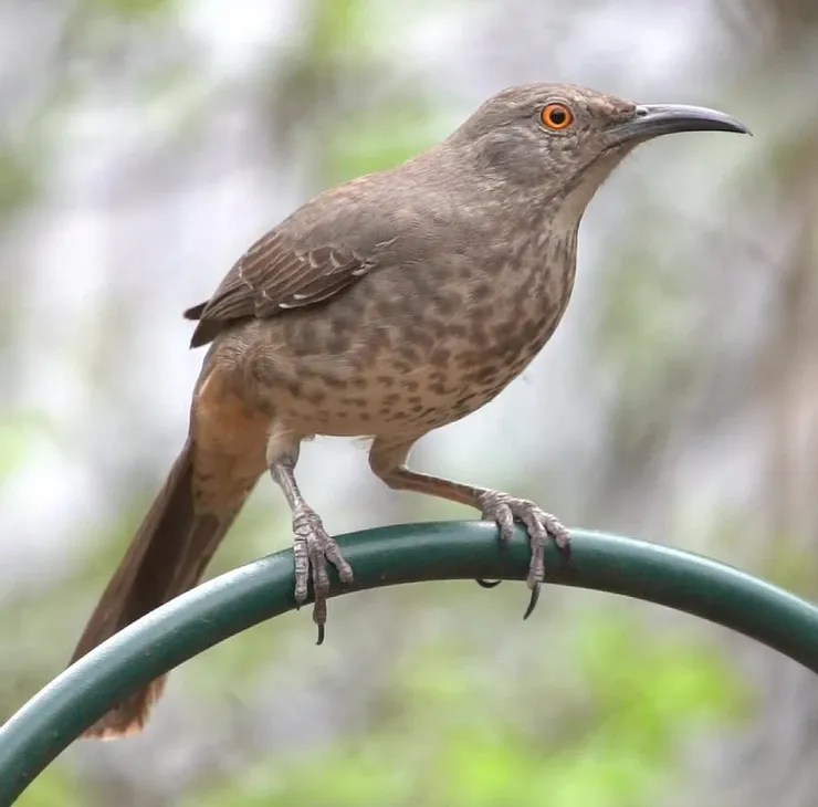 A small brown bird perched on a green hose