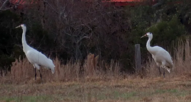 Three white cranes are standing in a field.