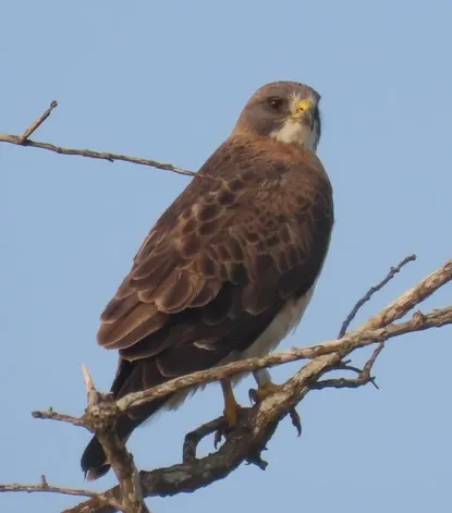 A brown and white bird perched on a tree branch