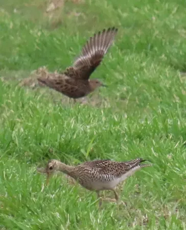 Two birds are flying over a grassy field.