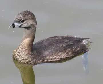 A small bird is standing on a stick in the water.