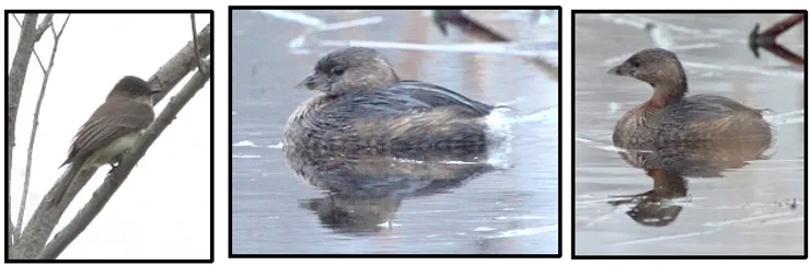 A bird is sitting on a branch and a duck is standing in the water.