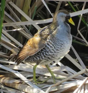 A bird with a yellow beak is standing in the tall grass
