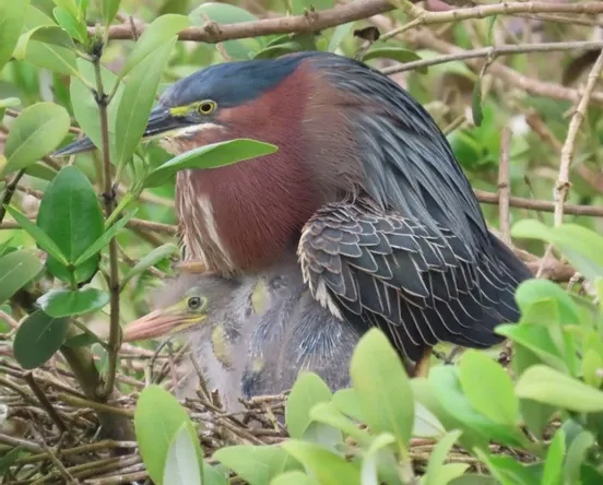 A bird is sitting in a nest with a baby bird