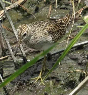 A small bird is standing in the mud near some grass.