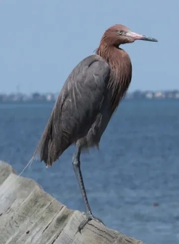 A bird with a long neck is standing on a rock near the water.