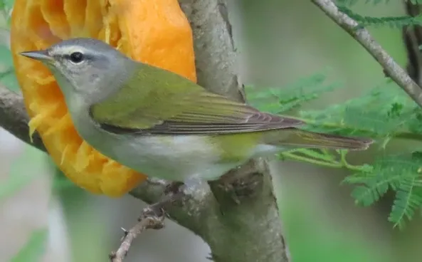A small bird perched on a tree branch next to a yellow flower.