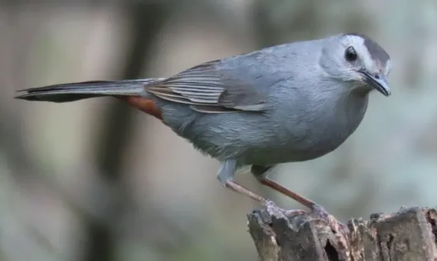 A small bird perched on top of a tree stump.